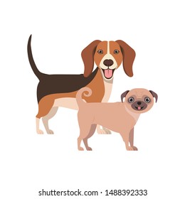 cute and adorable dogs on white background