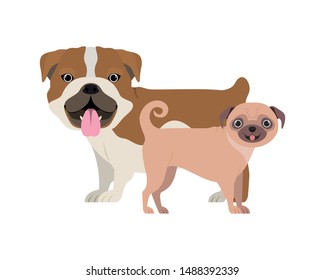 cute and adorable dogs on white background