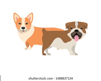 cute and adorable dogs on white background