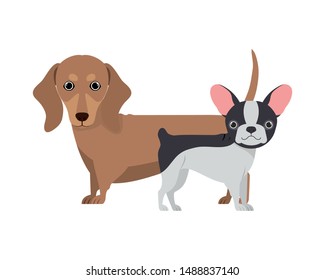 cute and adorable dogs on white background