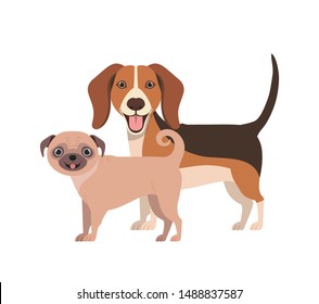 cute and adorable dogs on white background