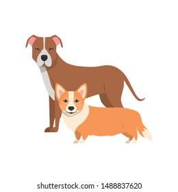 cute and adorable dogs on white background