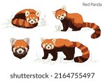 Cute adorable red panda is lying? standing, sitting, panda head cartoon animal character design flat illustration in vector style on white background Vector