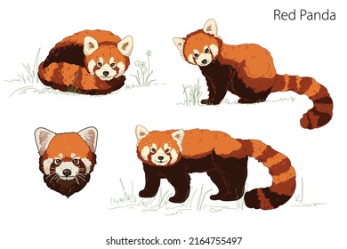 Cute adorable red panda is lying? standing, sitting, panda head cartoon animal character design flat illustration in vector style on white background Vector