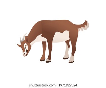 Cute adult brown goat farm animal cartoon animal design vector illustration isolated on white background