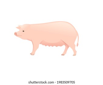 Cute adult female pig farm animal cartoon animal design vector illustration isolated on white background