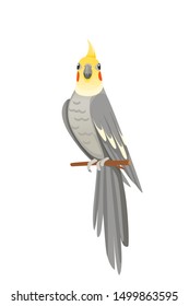 Cute adult parrot of normal grey cockatiel sitting on branch and looking on you (Nymphicus hollandicus, corella) cartoon bird design flat vector illustration isolated on white background