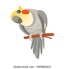 Cute adult parrot of normal grey cockatiel sitting on branch and looking on you (Nymphicus hollandicus, corella) cartoon bird design flat vector illustration isolated on white background
