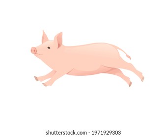 Cute adult pig farm animal cartoon animal design vector illustration isolated on white background