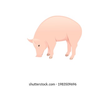 Cute adult pig farm animal cartoon animal design vector illustration isolated on white background