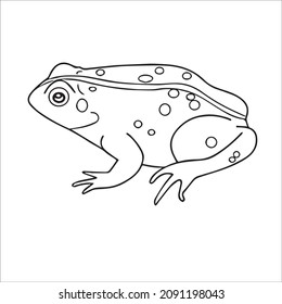 cute adult Unique and Creative Frog line art,vector art,line drawing,Frog illustrations With coloring book pages