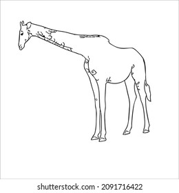 cute adult Unique and Creative Giraffe line art,vector art, Giraffe line drawing, illustrations With coloring book pages