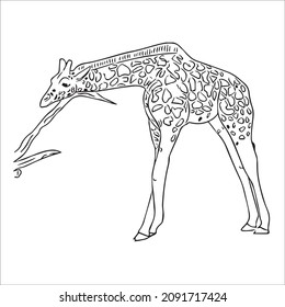 cute adult Unique and Creative Giraffe line art,vector art, Giraffe line drawing, illustrations With coloring book pages