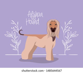 cute afghan hound dog pet character