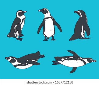 Cute African Penguin. Realistic drawing. hand drawn style vector design illustrations. 