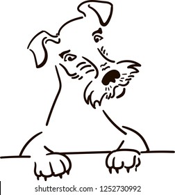 Cute airedale terrier looking 