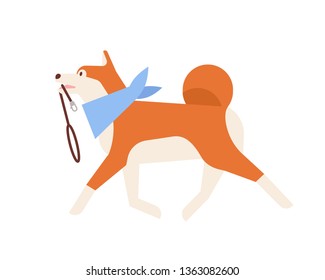 Cute Akita Inu carrying leash. Adorable Japanese dog wearing neck scarf ready for walk. Daily activity of domestic animal or pet. Happy fluffy friend. Flat cartoon colorful vector illustration.