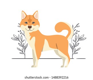 cute akita inu dog on white background