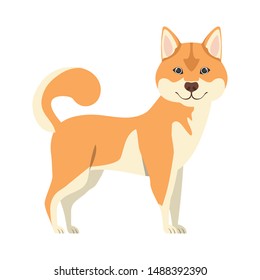 cute akita inu dog on white background