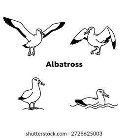 Cute Albatross Animal Vector Illustrations