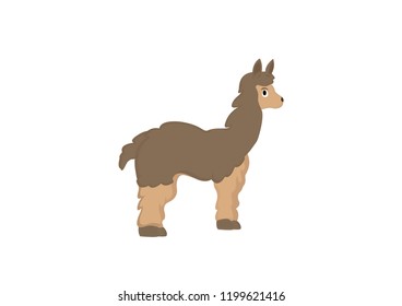 cute alpaca animal