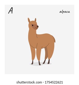 Cute alpaca - cartoon animal character. Vector illustration in flat style isolated on gray background.