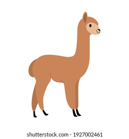 Cute alpaca - cartoon animal character. Vector illustration in flat style isolated on gray background.