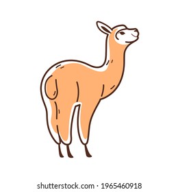 Cute alpaca - cartoon animal character. Vector illustration in flat style isolated on white background.