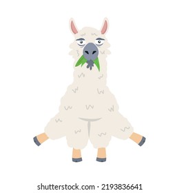 Cute alpaca eat grass vector