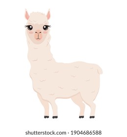 cute alpaca exotic animal character vector illustration design