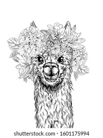 Cute alpaca with flower wreath on its head, full color sketch, hand drawn vector illustration