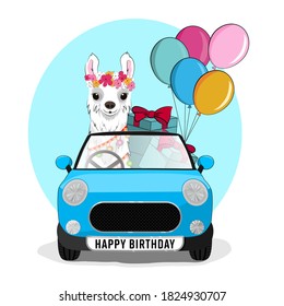 Cute Alpaca llama in the car with balloons and gifts.