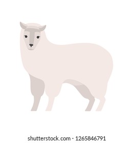 Cute alpaca llama of white color fur. Funny animal from peru. Widlife concept. Isolated flat vector illustration