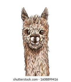 Cute alpaca portrait, full color sketch, hand drawn vector illustration