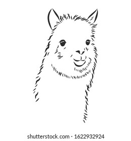 cute alpaca, portrait of a llama