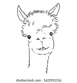 cute alpaca, portrait of a llama, vector sketch 