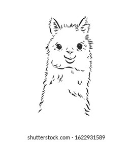 cute alpaca, portrait of a llama, vector sketch 