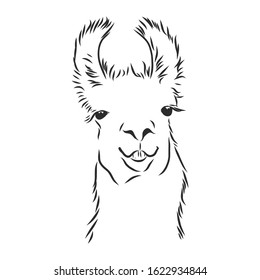 cute alpaca, portrait of a llama, vector illustration Sketch 