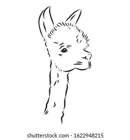 cute alpaca, portrait of a llama, vector sketch 