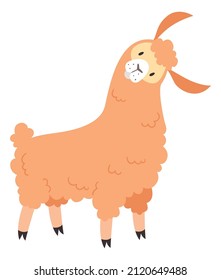 Cute alpaca with surprised face. Llama head tilt