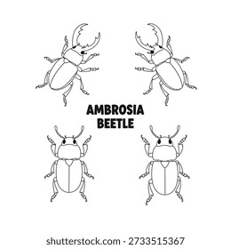 Cute Ambrosia Beetle Animal Vector Illustrations