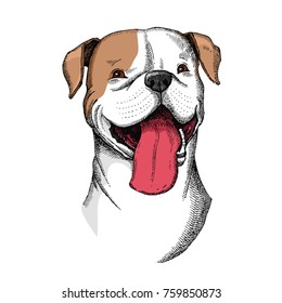 Cute American Bulldog head illustration. Hand drawn vector dog