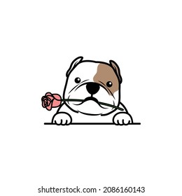 Cute american bully dog holding a rose in mouth cartoon, vector illustration