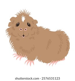 Cute american crested guinea pig, smiling brown beige cavy with white spot, portrait of an adorable fluffy pet on white background