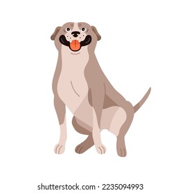 Cute American Pit Bull Terrier. Happy dog of Pitbull breed, pedigree. Adorable friendly smiling doggy. Pretty APBT, purebred canine animal. Flat vector illustration isolated on white background.