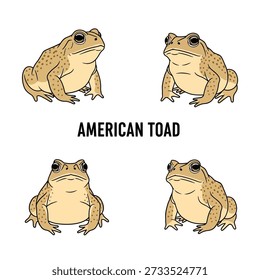 Cute American Toad Animal Vector Illustration