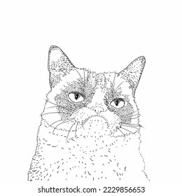 Cute angry cat vector illustration in engraved or line art style over a white background