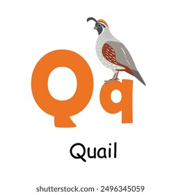 Cute animal alphabet for ABC book. Q letter for the Quail. Vector illustration