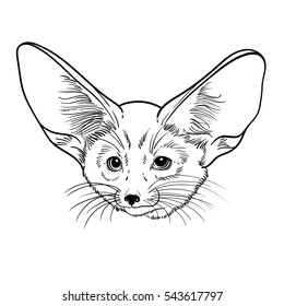 Cute animal. Little fox Fennec. Children linear illustration for coloring book. To print T-shirts, bags or cover.