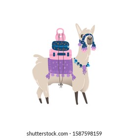 Cute animal llama or alpaca from Peru carries items and luggage with suitcases and weights, isolated cartoon vector hand drawn illustration of a llama.